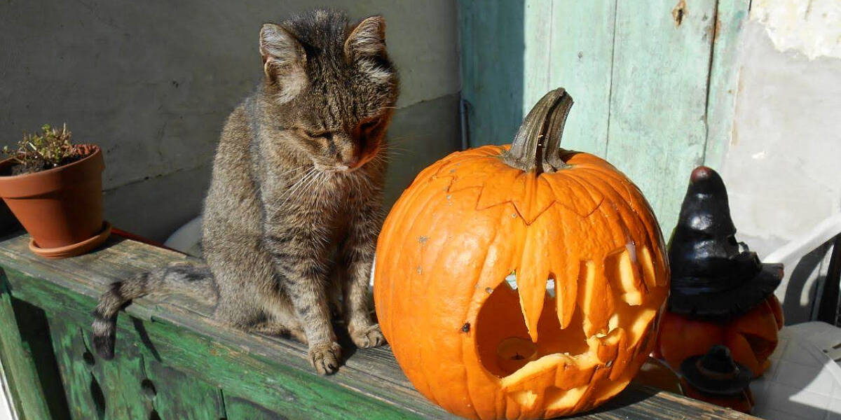 Halloween-Ratgeber-Tiere